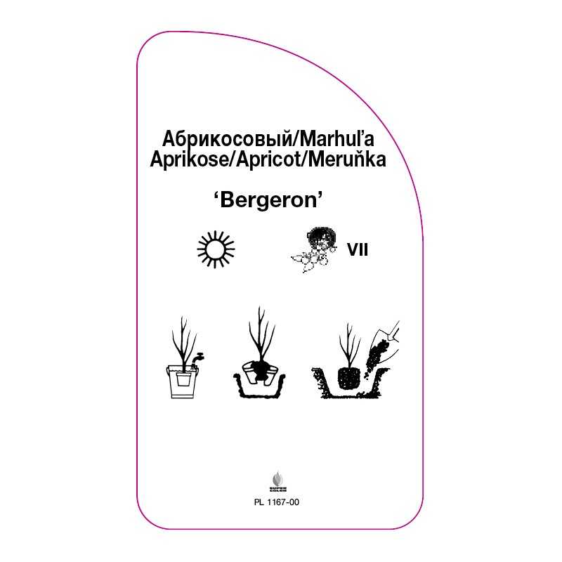 morela-bergeron-0