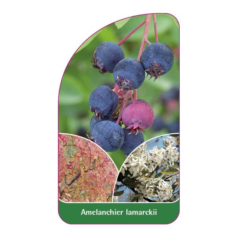 amelanchier-lamarckii-a1