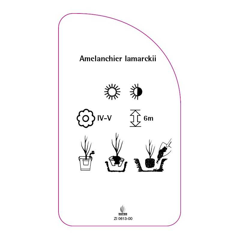 amelanchier-lamarckii-a0