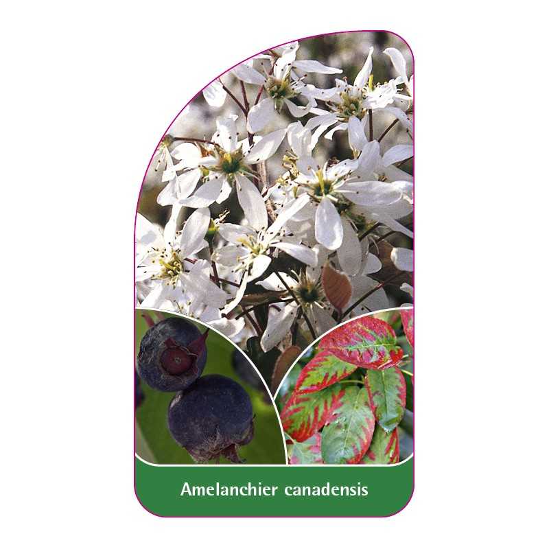 amelanchier-canadensis1