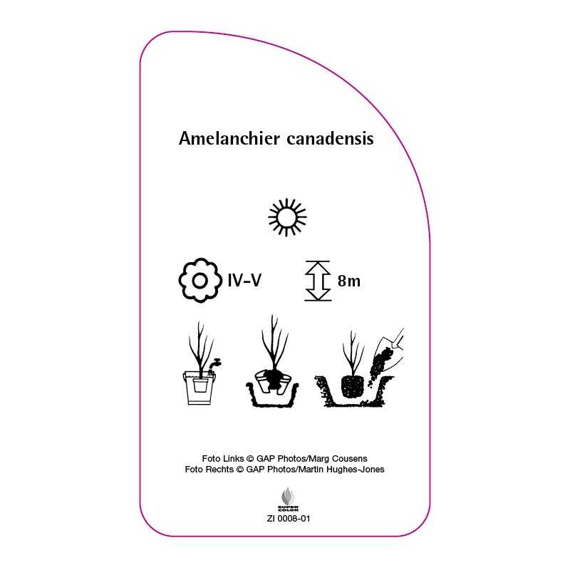 amelanchier-canadensis0
