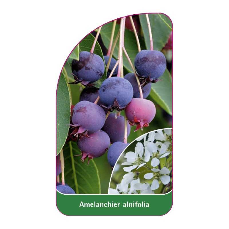amelanchier-alnifolia1