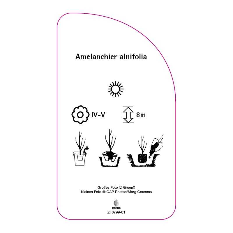 amelanchier-alnifolia0