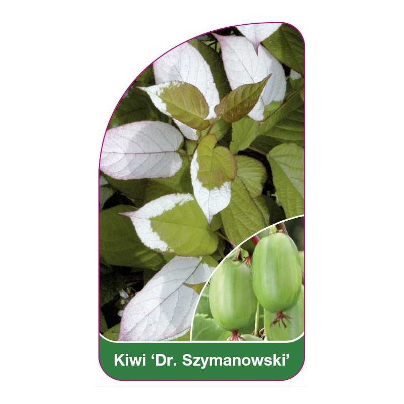 kiwi-dr-szymanowski-1