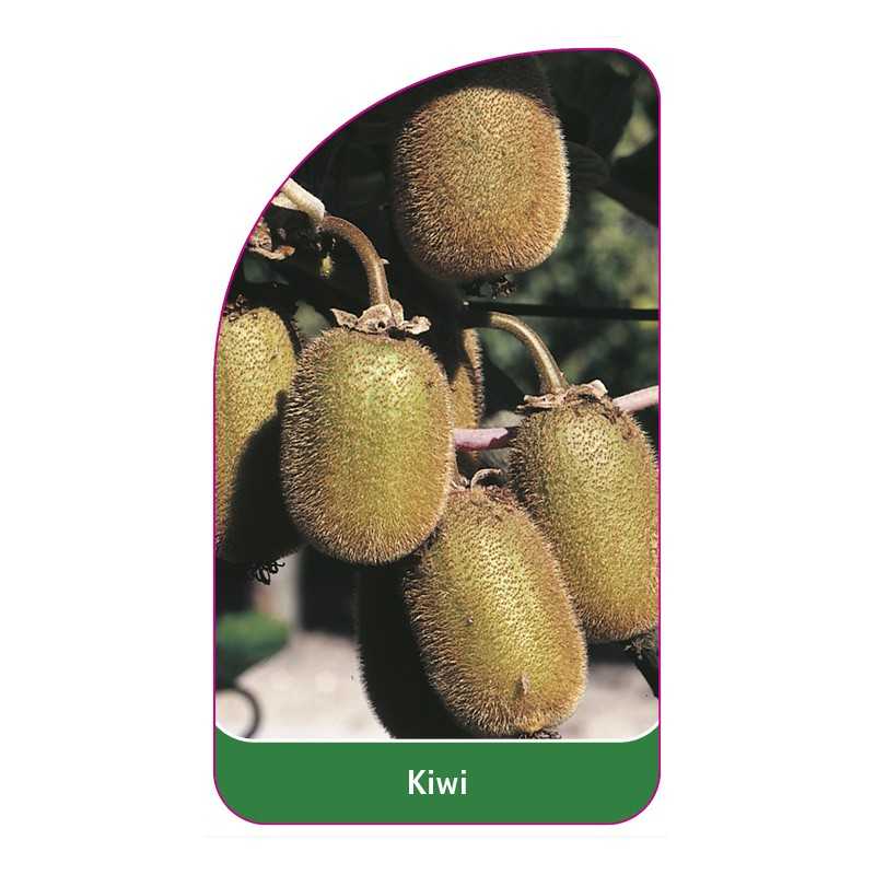 kiwi-c1