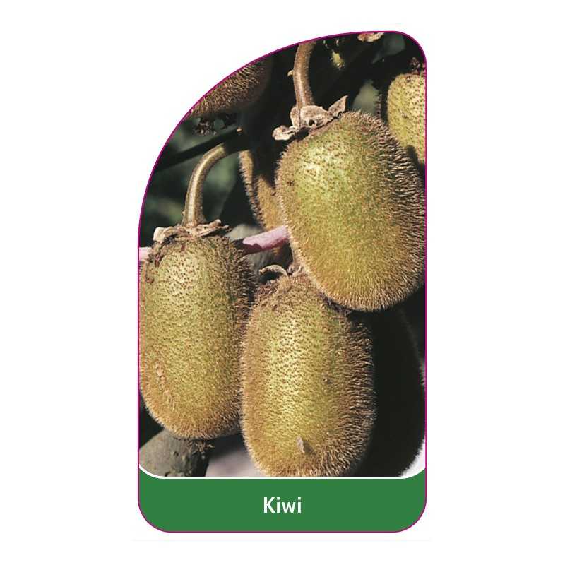 kiwi-a1