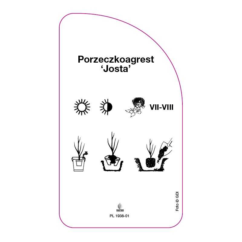 porzeczkoagrest-josta-0