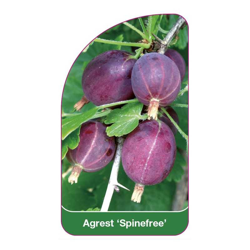 agrest-spinefree-1