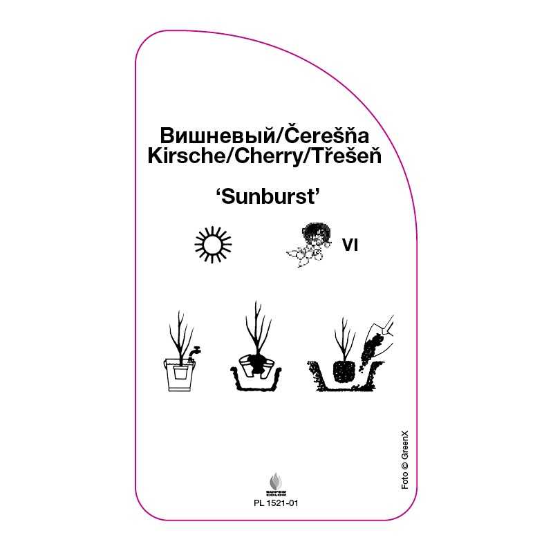 czeresnia-sunburst-0