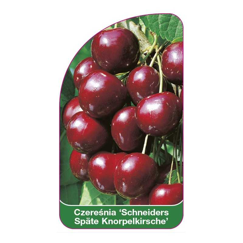 czeresnia-schneider-s-spate-knorpelkirsche-1