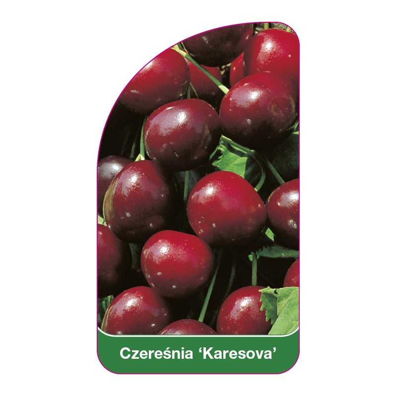 czeresnia-karesova-1
