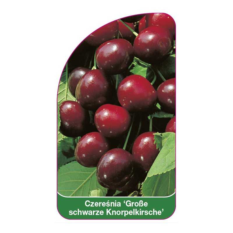 czeresnia-grosse-schwarze-knorpelkirsche-1