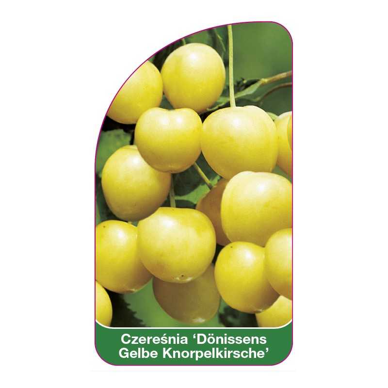 czeresnia-donissens-gelbe-knorpelkirsche-1
