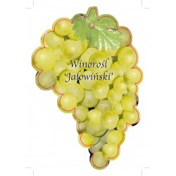 Winorośl 'Jałowiński' (jumbo) - żółty