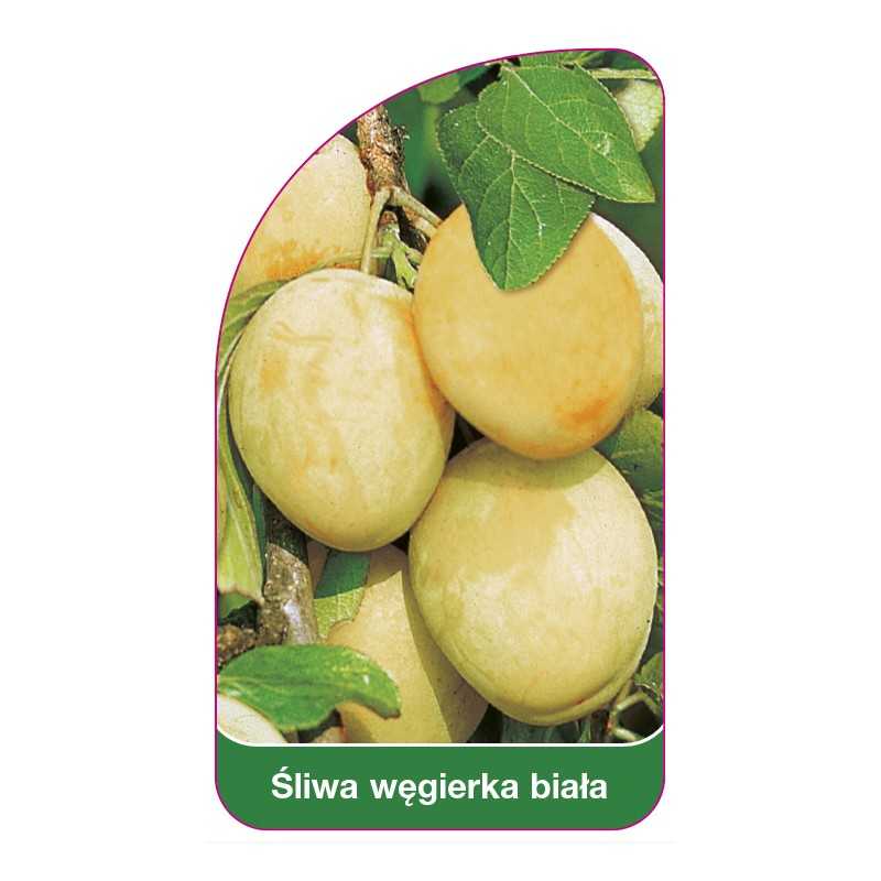 sliwa-wegierka-biala1