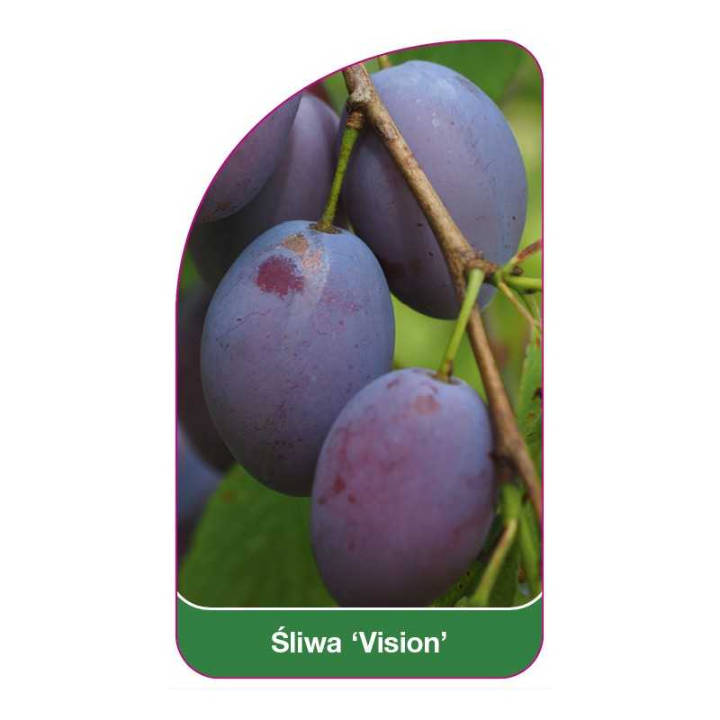 sliwa-vision-1