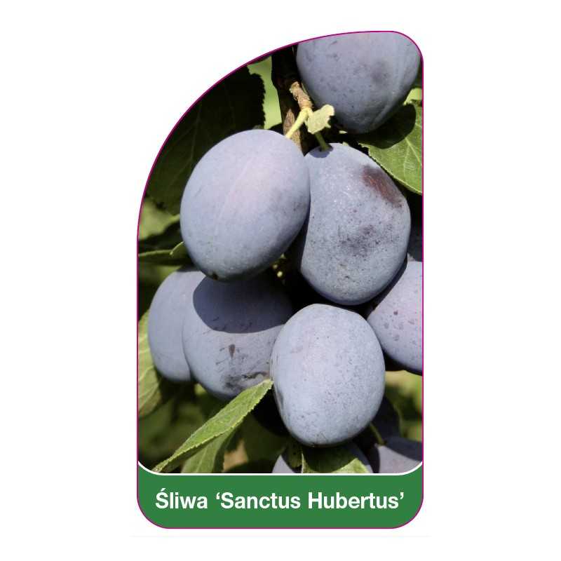 sliwa-sanctus-hubertus-1