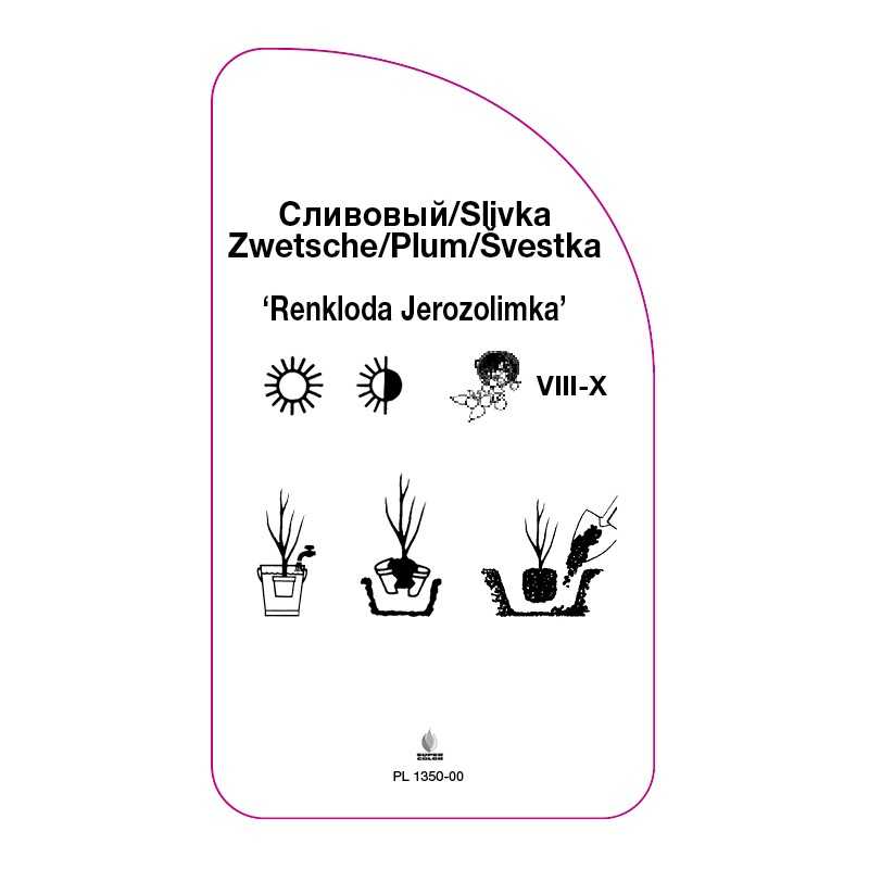 sliwa-renkloda-jerozolimka-0