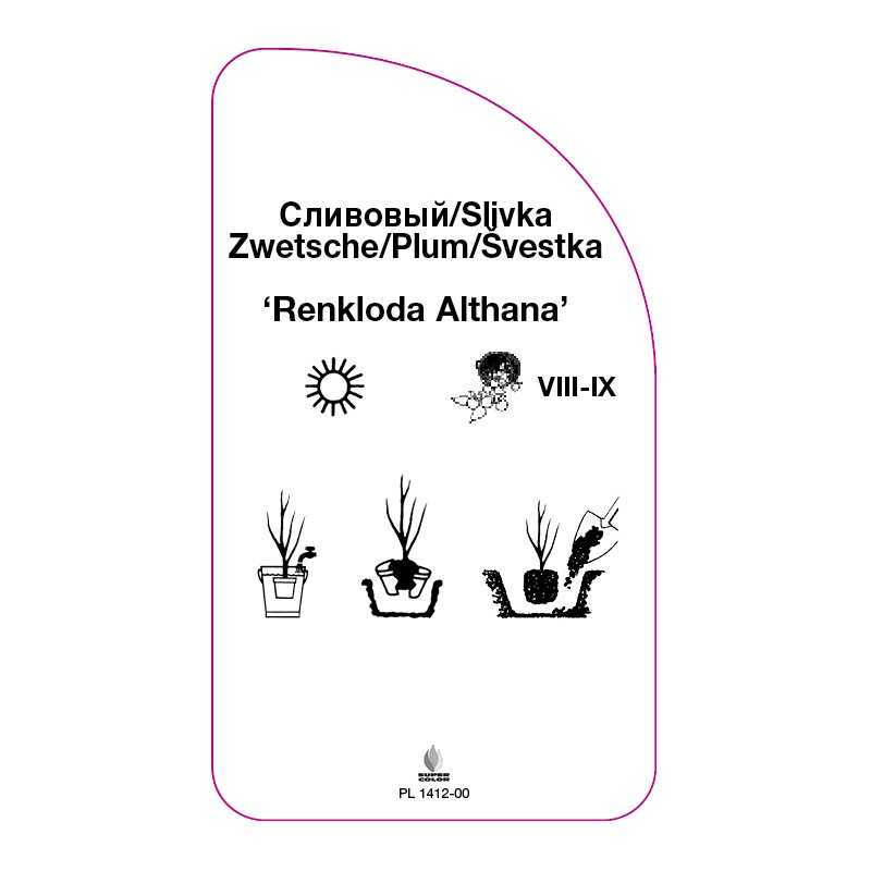 sliwa-renkloda-althana-0