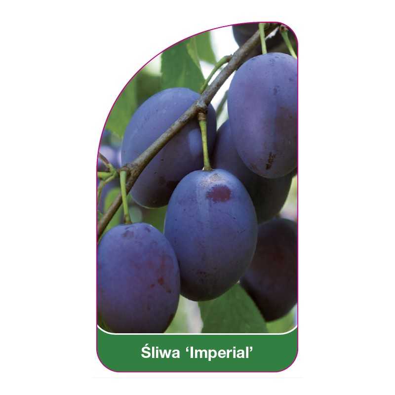 sliwa-imperial-1
