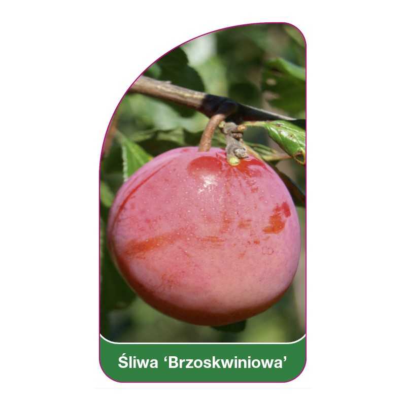sliwa-brzoskwiniowa-1