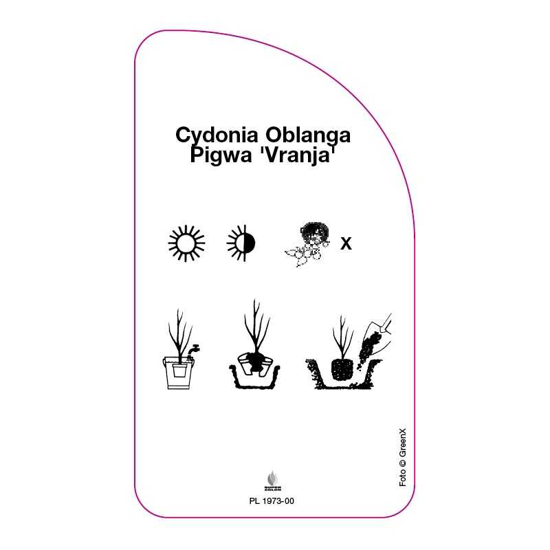 cydonia-oblanga-pigwa-vranja-0
