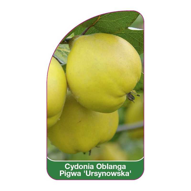 cydonia-oblanga-pigwa-ursynowska-1