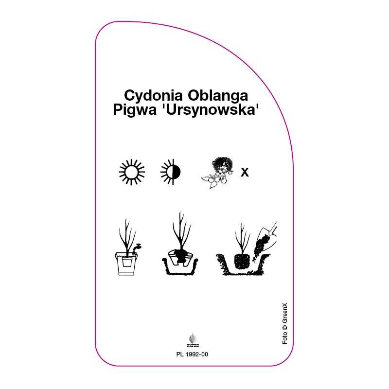 cydonia-oblanga-pigwa-ursynowska-0
