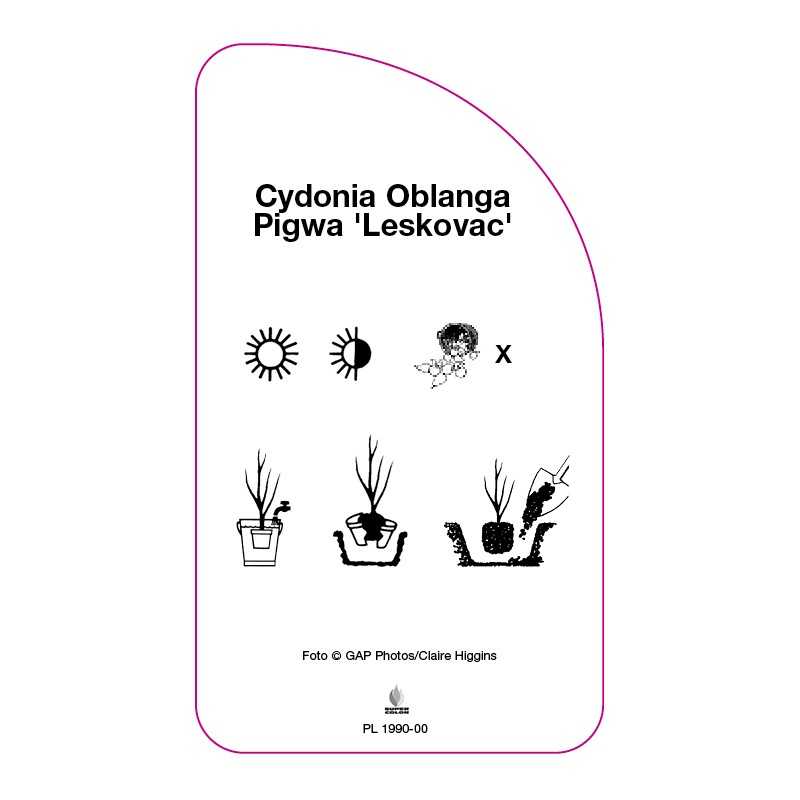 cydonia-oblanga-pigwa-leskovac-0