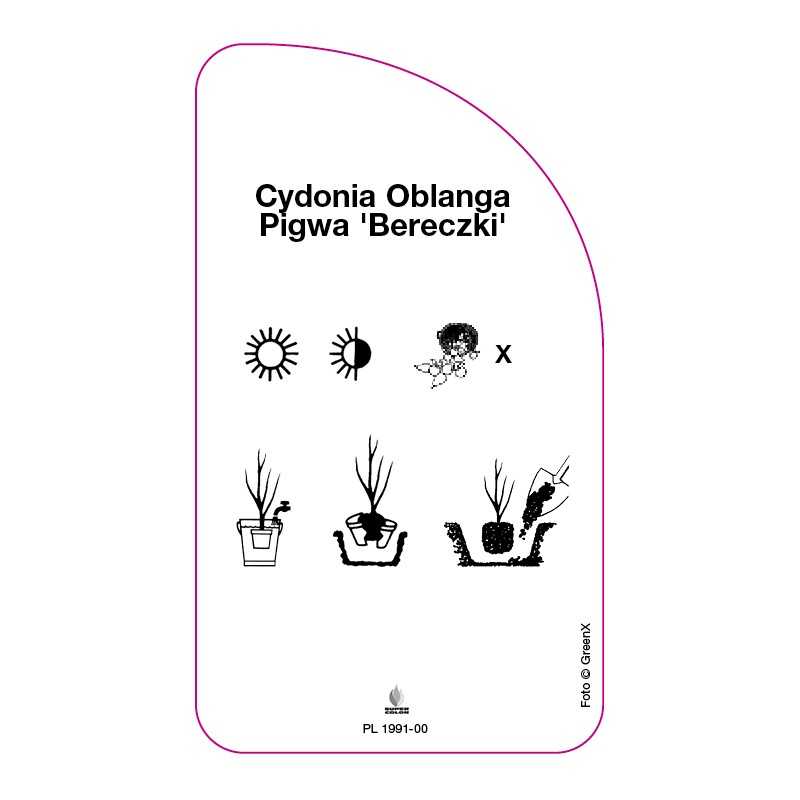 cydonia-oblanga-pigwa-bereczki-0
