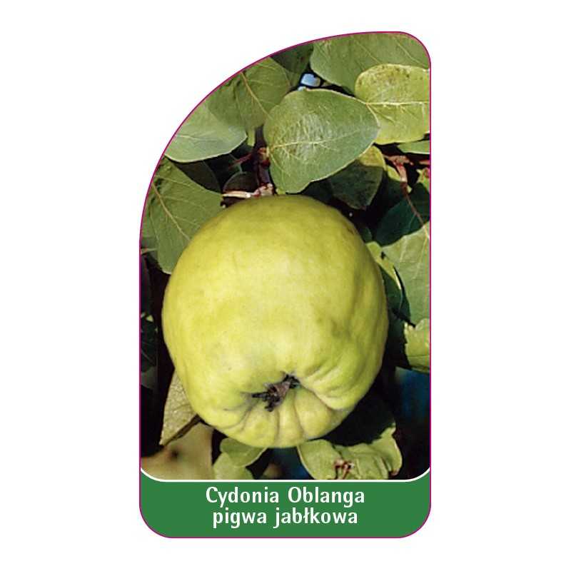 cydonia-oblanga-pigwa-jablkowa-zielona1