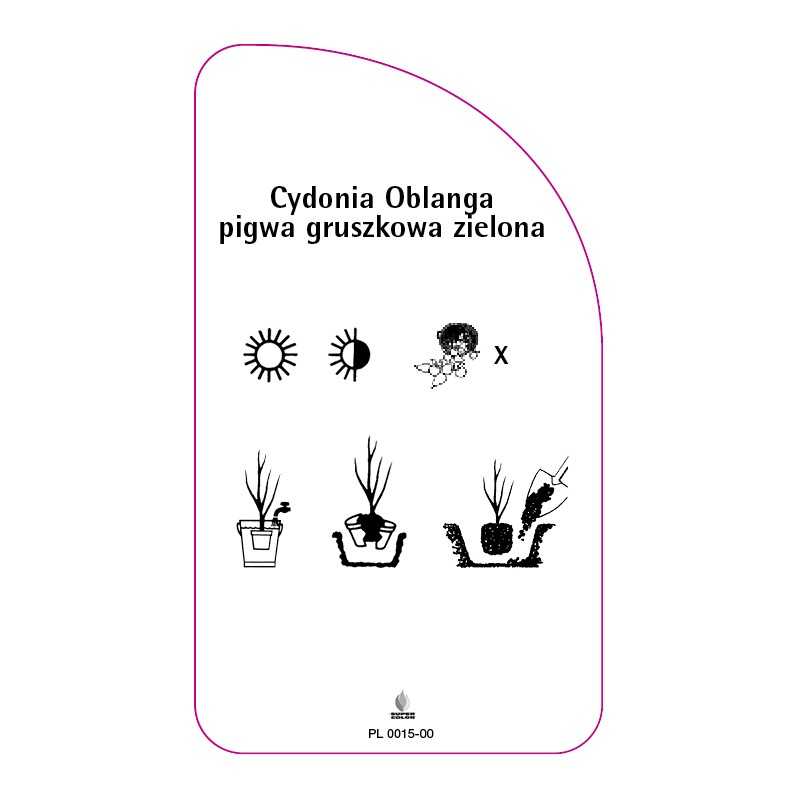 cydonia-oblanga-pigwa-gruszkowa-zielona0