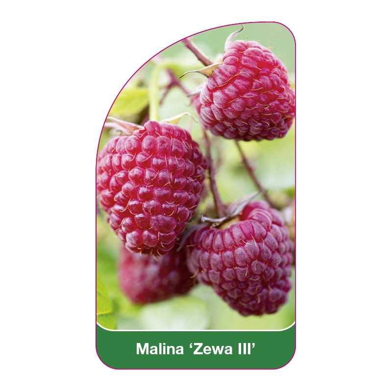 malina-zewa-iii-1