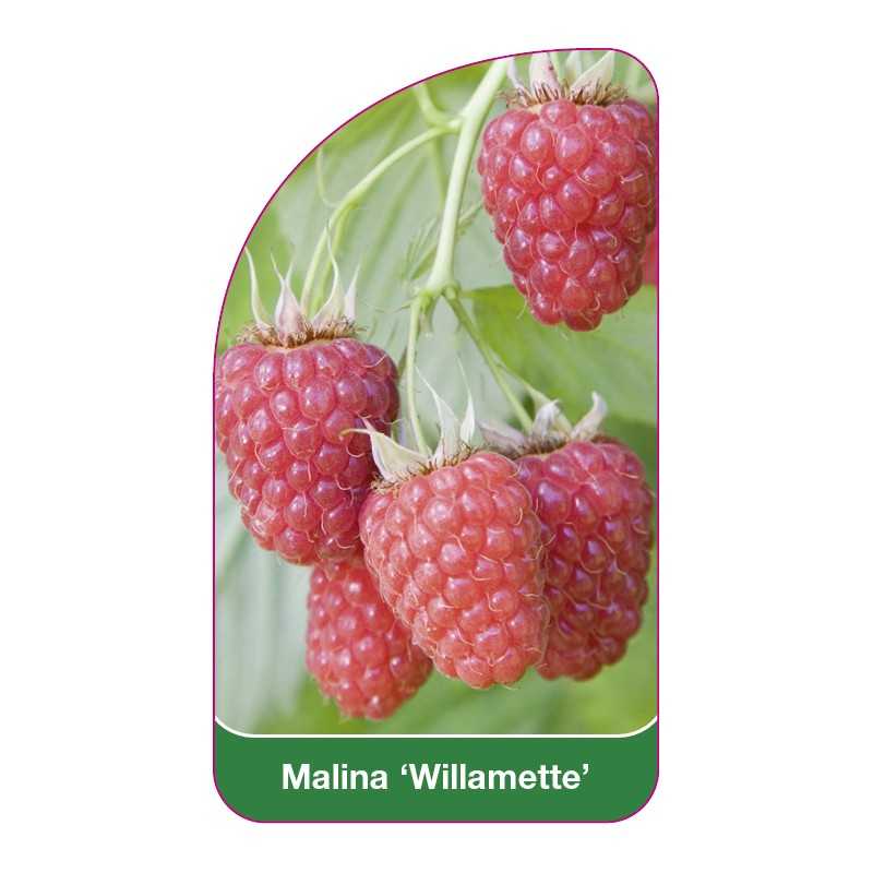 malina-willamette-1