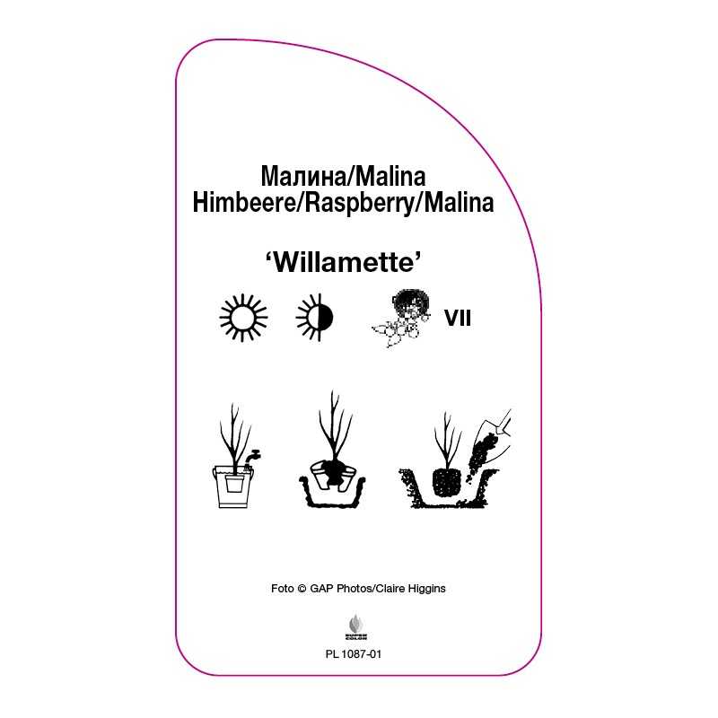 malina-willamette-0