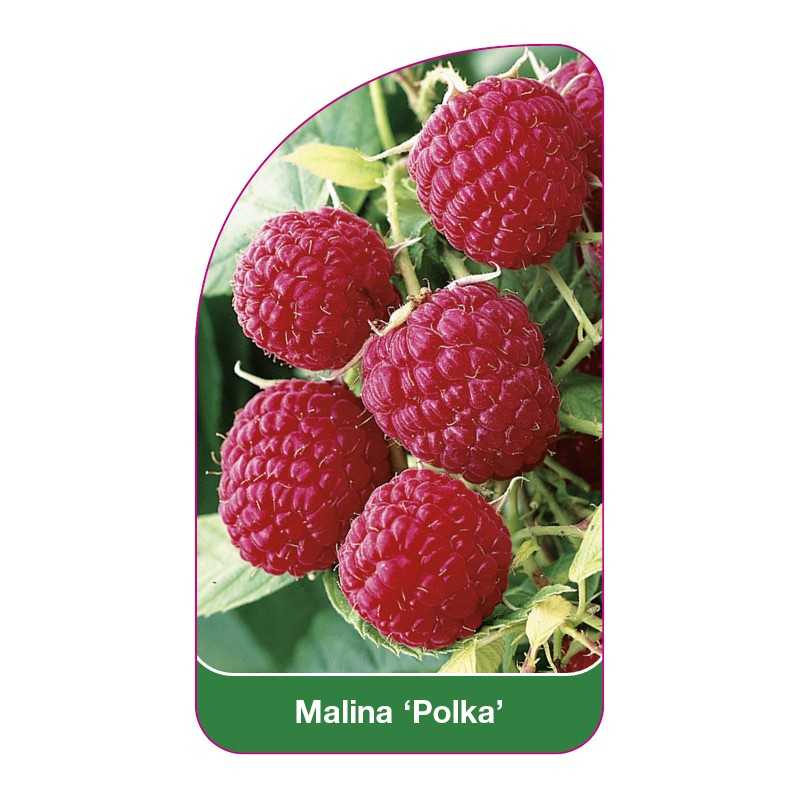malina-polka-1