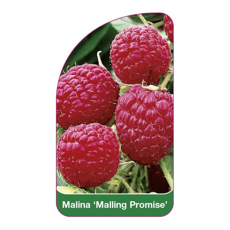 malina-malling-promise-1