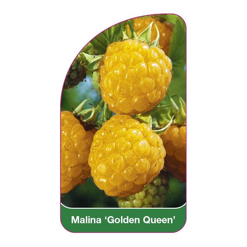 malina-golden-queen-1