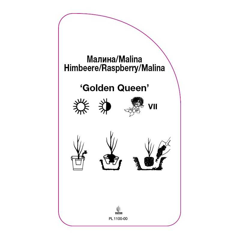 malina-golden-queen-0