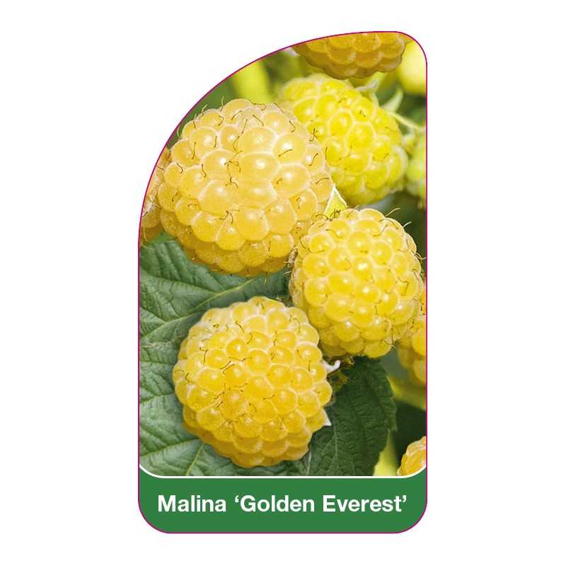 malina-golden-everest-1