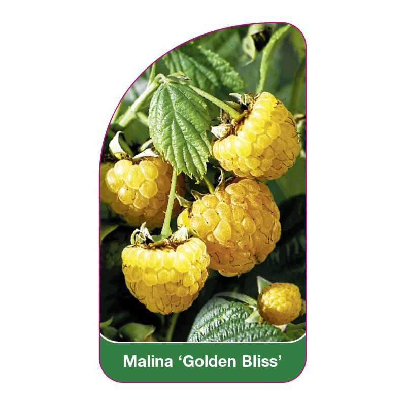 malina-golden-bliss-1