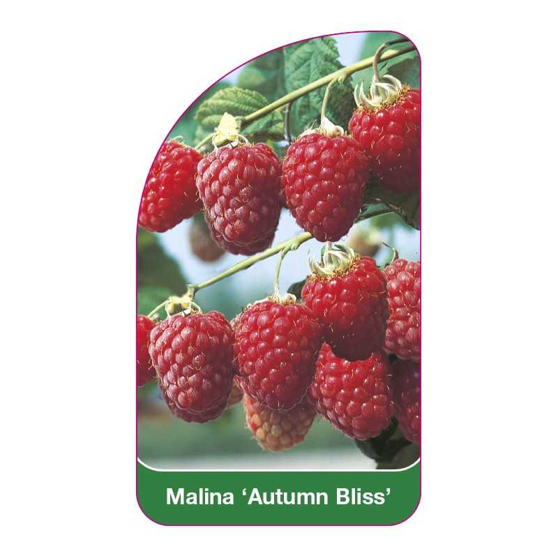 malina-autumn-bliss-1