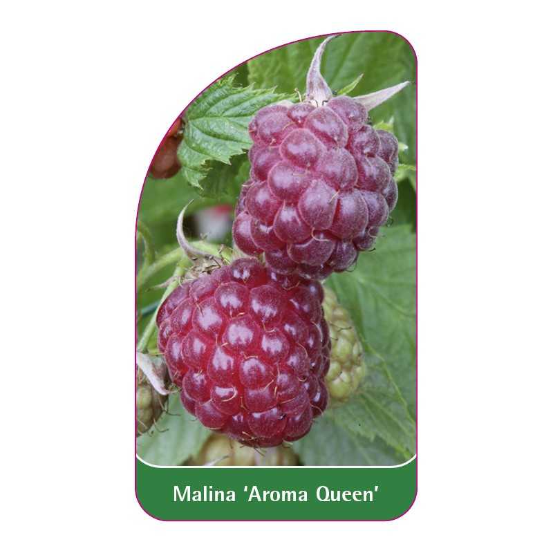 malina-aroma-queen-1