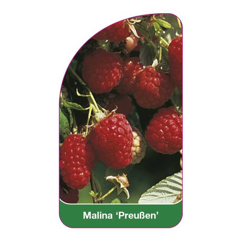 malina-preussen-1