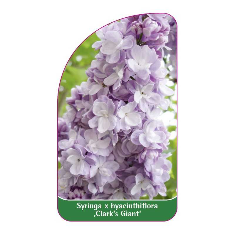 syringa-x-hyacinthiflora-clark-s-giant-standard1