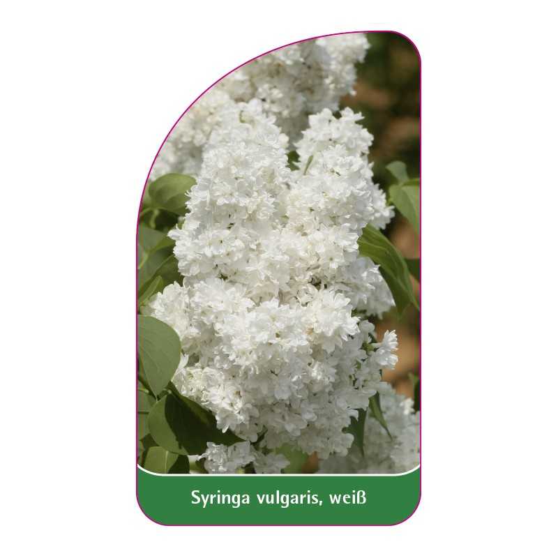syringa-vulgaris-weiss-a1