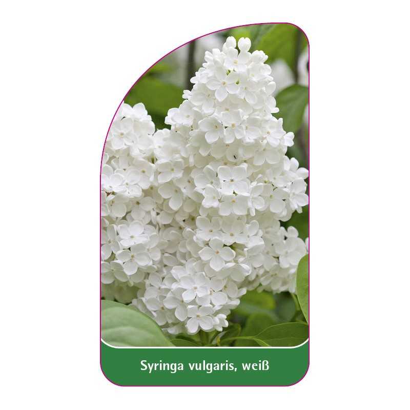 syringa-vulgaris-weiss-b1