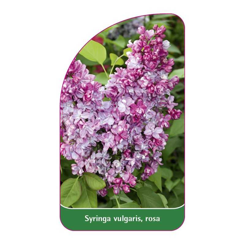 syringa-vulgaris-rosa1