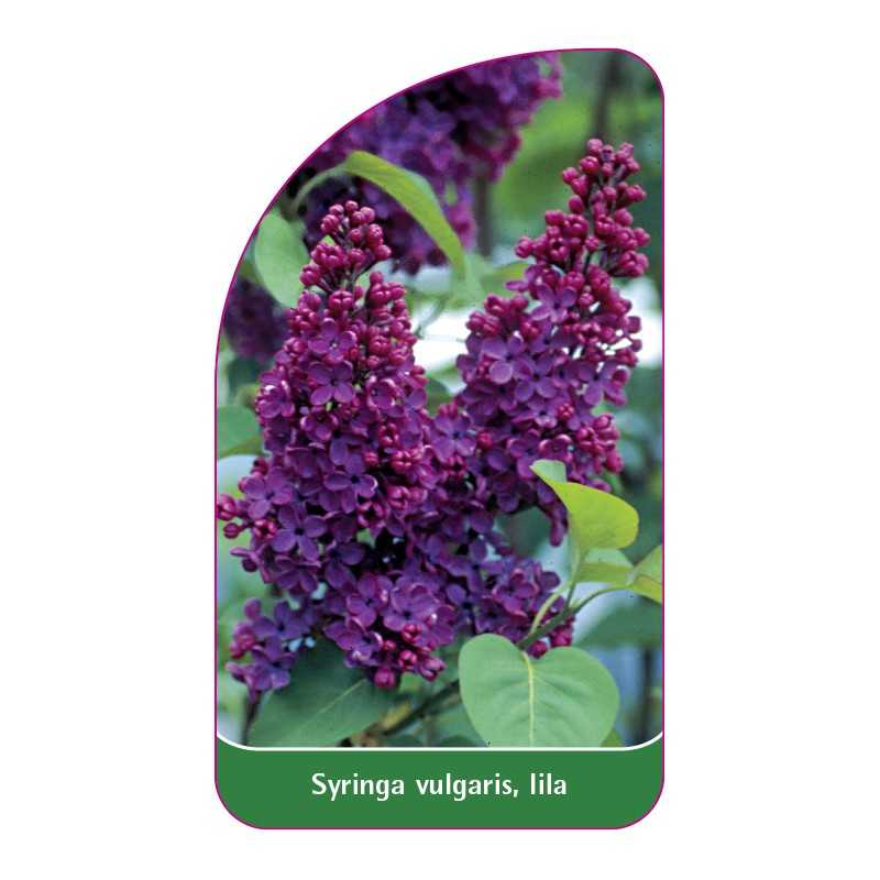syringa-vulgaris-lila1