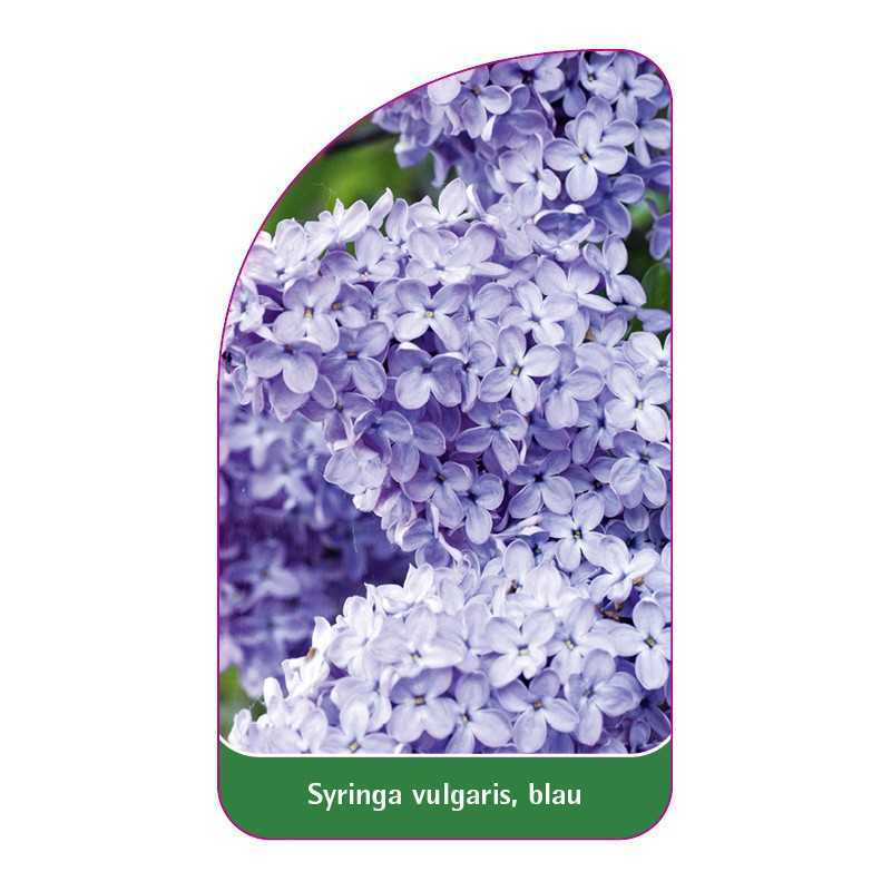 syringa-vulgaris-blau-b1